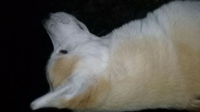 Akita - Foto 2
