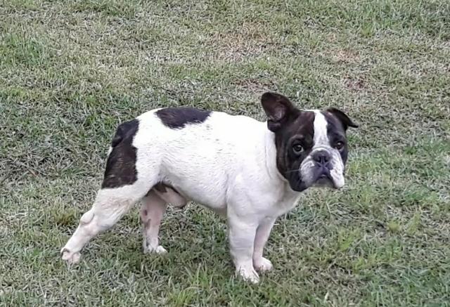 Macho adulto Bulldog Francês - Foto 3