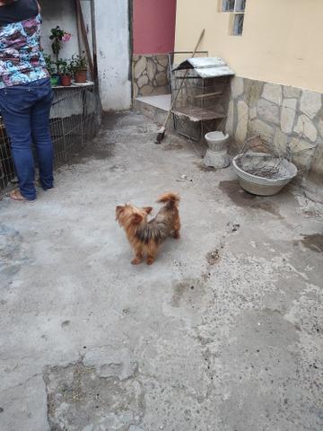 Cachorro Yorkshire filhotes recém nascidos - Foto 2