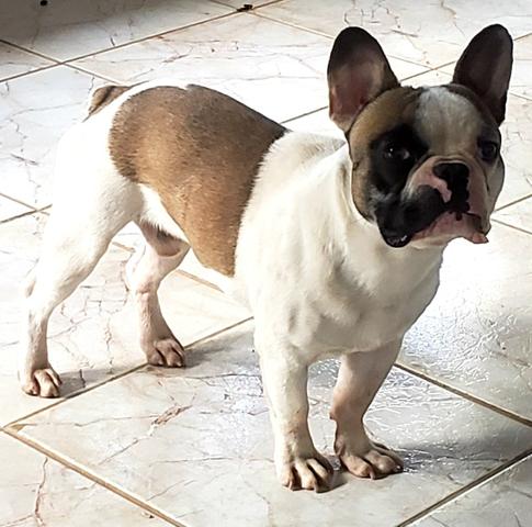 Bulldog frances - Foto 2