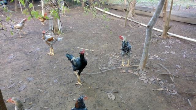 Vendo Frango Caipira abatido e vivo - Foto 2