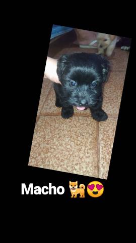 poodle com shituz
