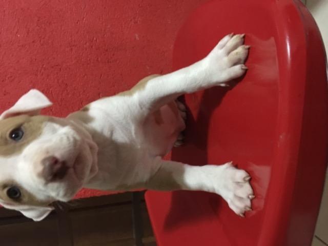 Filhotes de pitbull - Foto 3