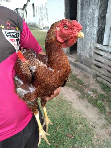 Galos Índio Gigante Bahia 71- * - Foto 4