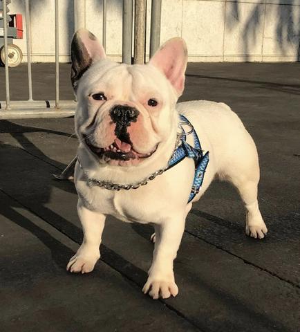 Padreador Bulldog Francês Comprovado - Foto 3