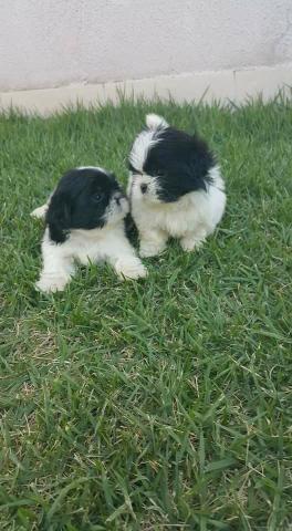 Filhotinhos de Shitzu com Pedigree - Foto 4
