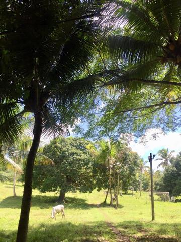 Vendo sitio, 25.000m2, em Igarassu, Cueiras, troca por apartamento ou carro - Foto 4