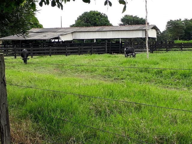 Área para confinamento ou laticínio na comunidade olho dagua na BR 364 a 30 km de Cuiabá - Foto 16