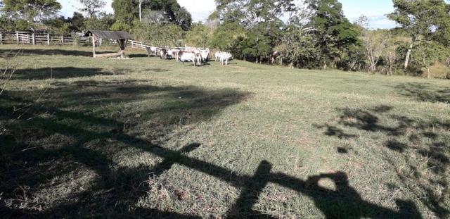 Fazenda em Roraima na BR210 - Caroebe - Foto 13