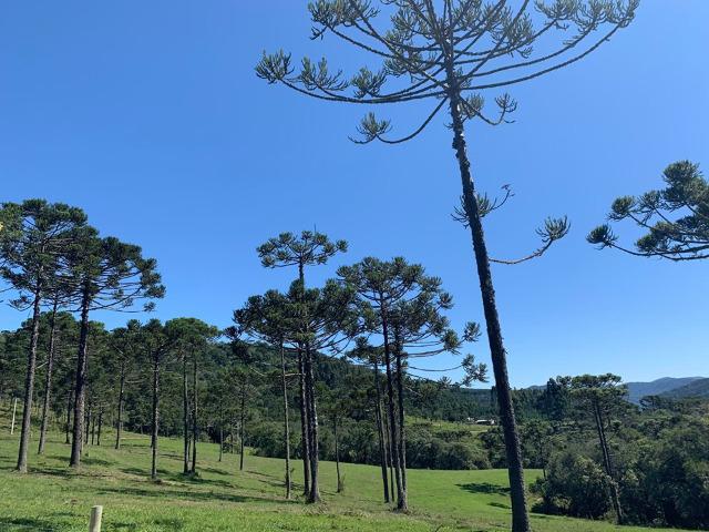 Urubici/ chácara em Urubici/ terrenos em Urubici - Foto 6