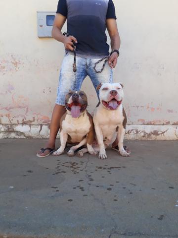 Oportunidade!!Filhotes de Pit Monster,Pai Registrado com Pedigree - Foto 2