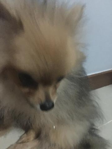 Spitz alemão anão - Foto 2