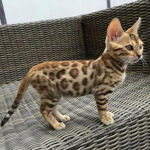 Bengal -gato leopardo - Foto 2