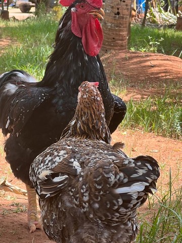 Galinha GSB Balão sertanejo de Baixa Grande 