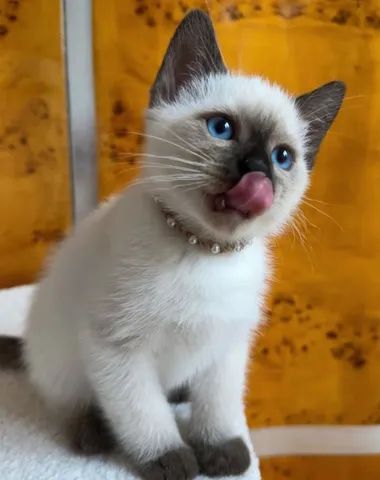 Filhotes Seal Point Siamese - 2 meses - Siamês - Pais no local - Fotos Atuais - Foto 2