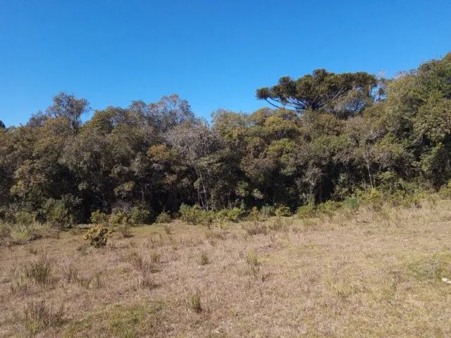 Chácara 2,0 Ha Dalagno - Foto 11