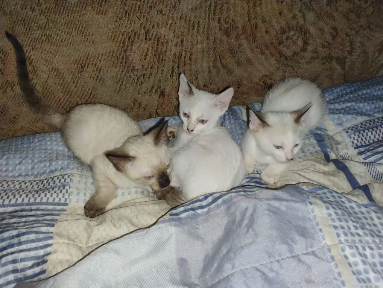 Adoção Responsável - Foto 3