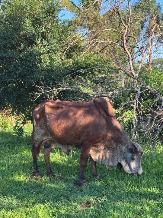 Touro Gir vendo ou troco - Foto 2