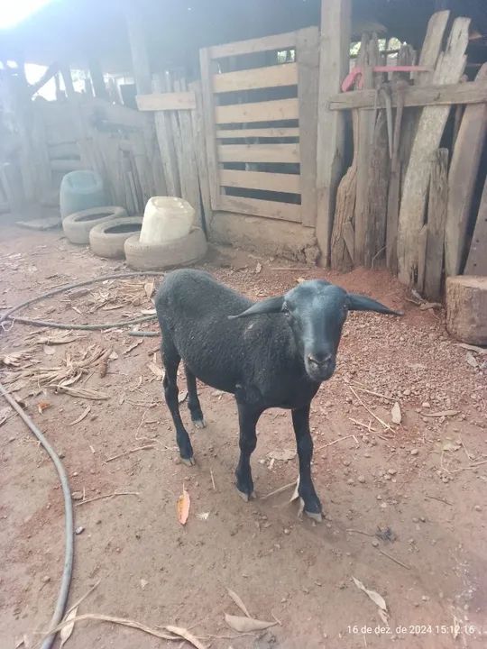 Cordeiro, Carneiro e Ovelha - Foto 3