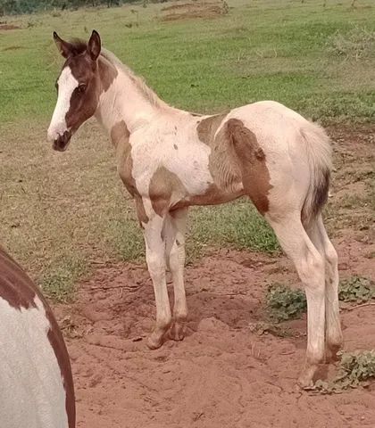 Potra Paint Horse - Foto 5