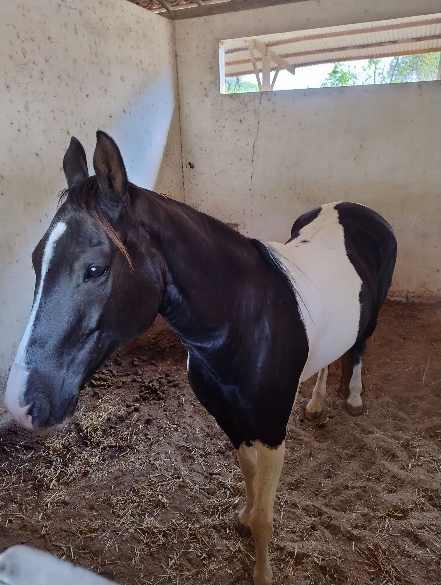 Cavalo Paint Horse - Adulto - Doma - Foto 4