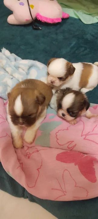 Lindos filhotes Shih Tzu  - Foto 2