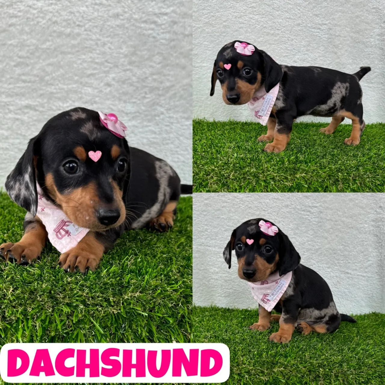 Filhotes de Dachshund (Basset, Teckel, Cofap) Fêmea aqui no Puppy Stop
