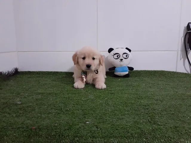 Lindos Golden Retriever Fêmea e Macho