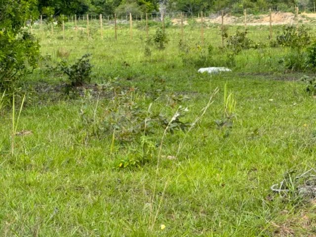 Vendo lindo sitio na praia de Cumuruxatiba ! - Foto 9