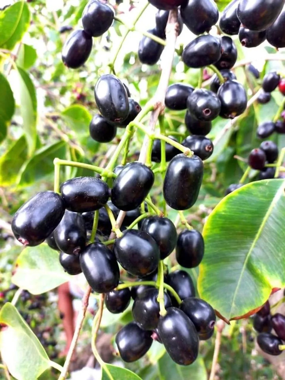 Frutifera Mudas de Azeitona Roxa