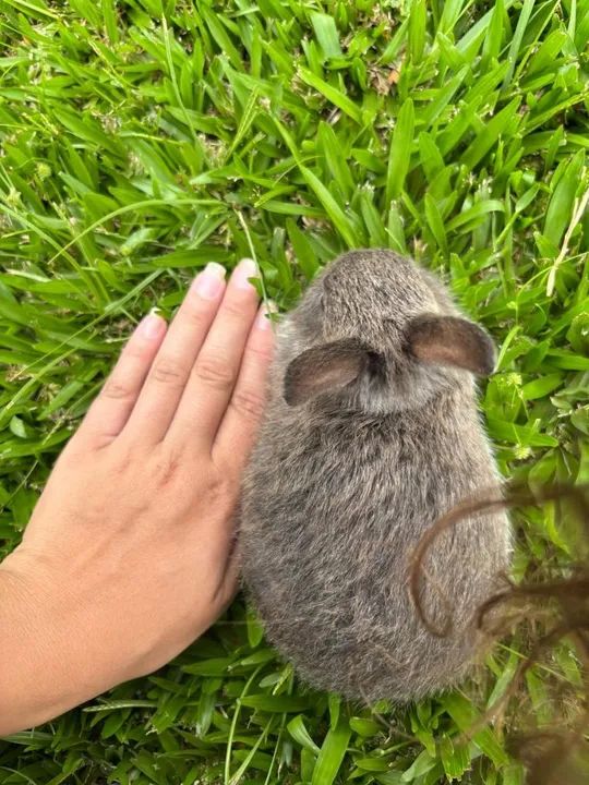 Filhote de mini coelho Netherland - Foto 3