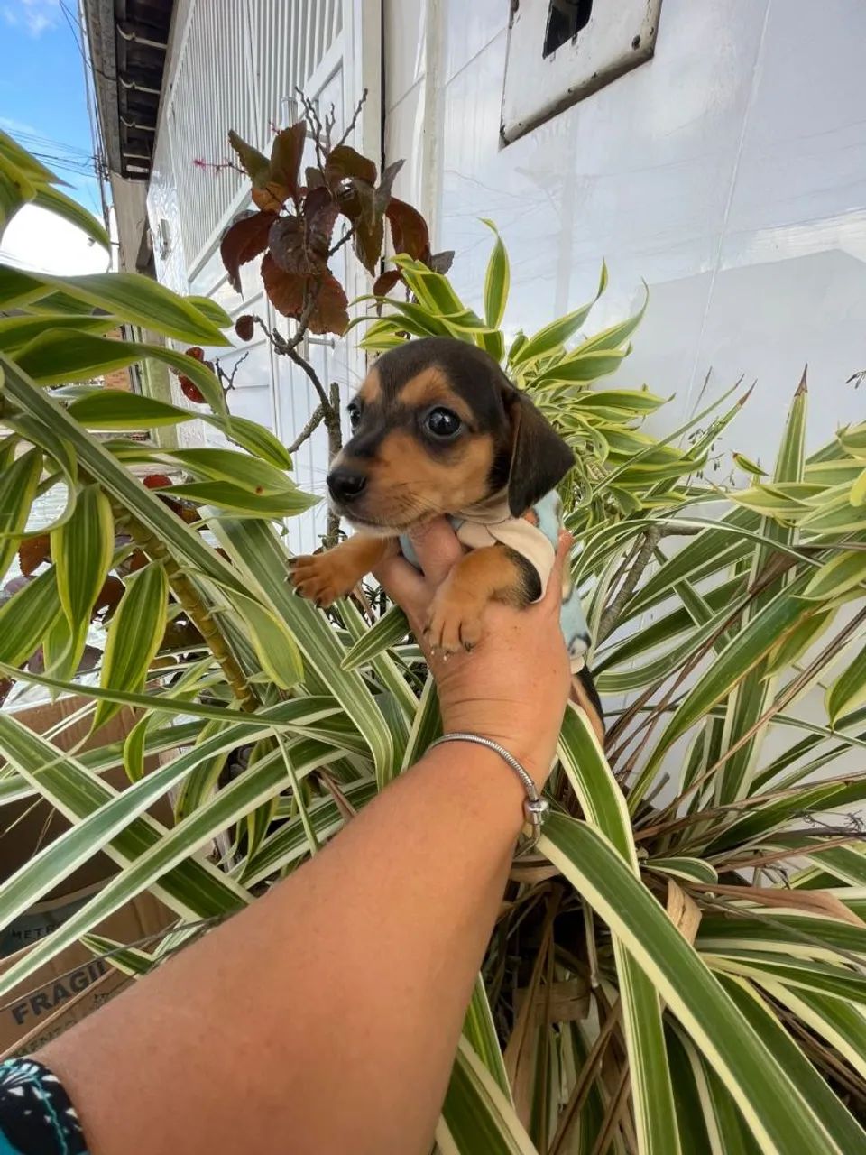 Filhote de Dachshund - Foto 5