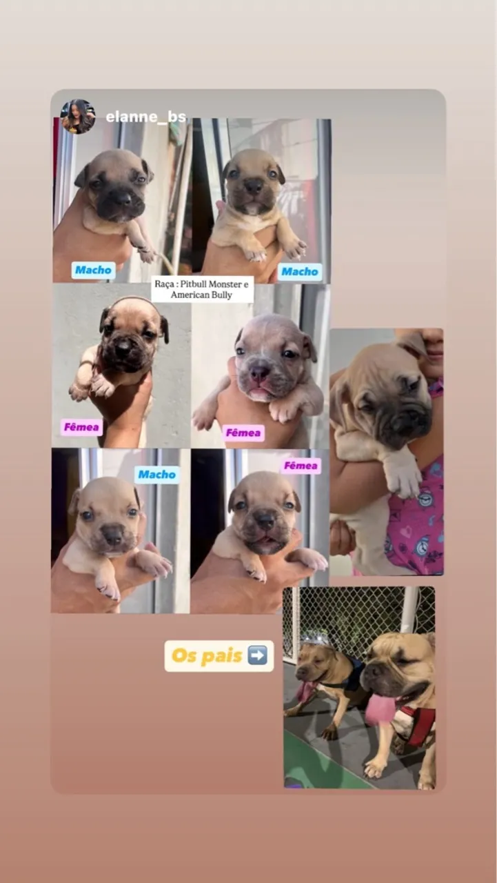 Filhotes de Pitbull Monster e American Bully
