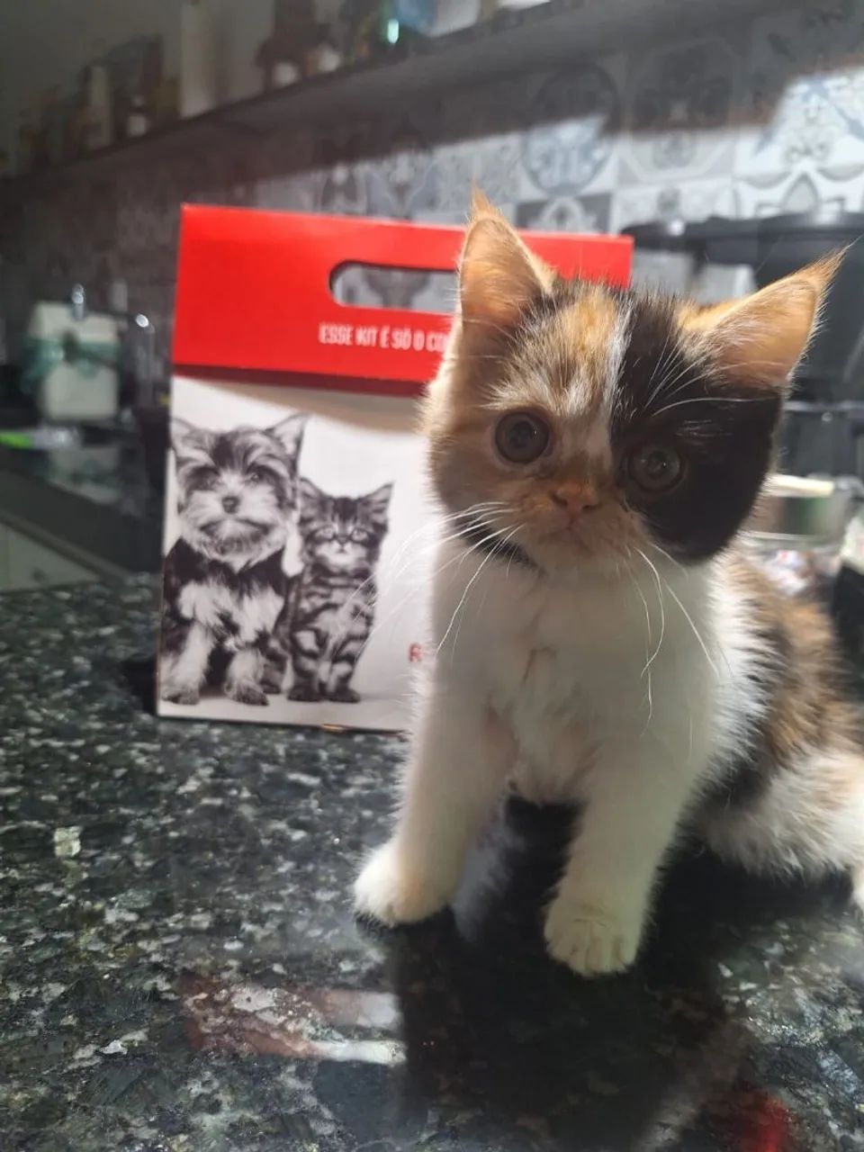 Persas Maravilhosos Disponíveis  - Foto 2