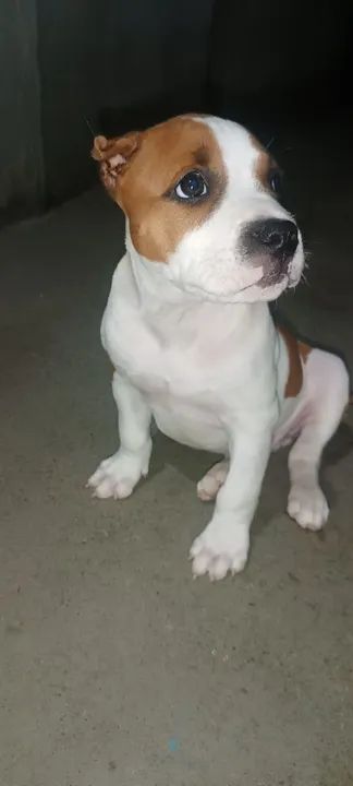 Filhote de Pitmonster  - Foto 4