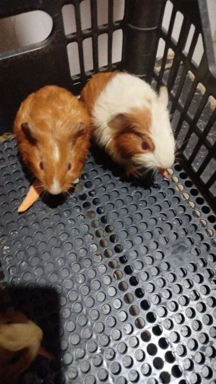 Porquinhos da Índia 