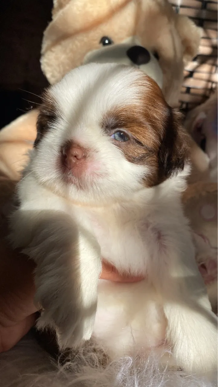 Shih tzu macho 