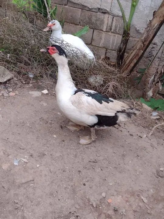 Vende se galo ,patos,e perus - Foto 5