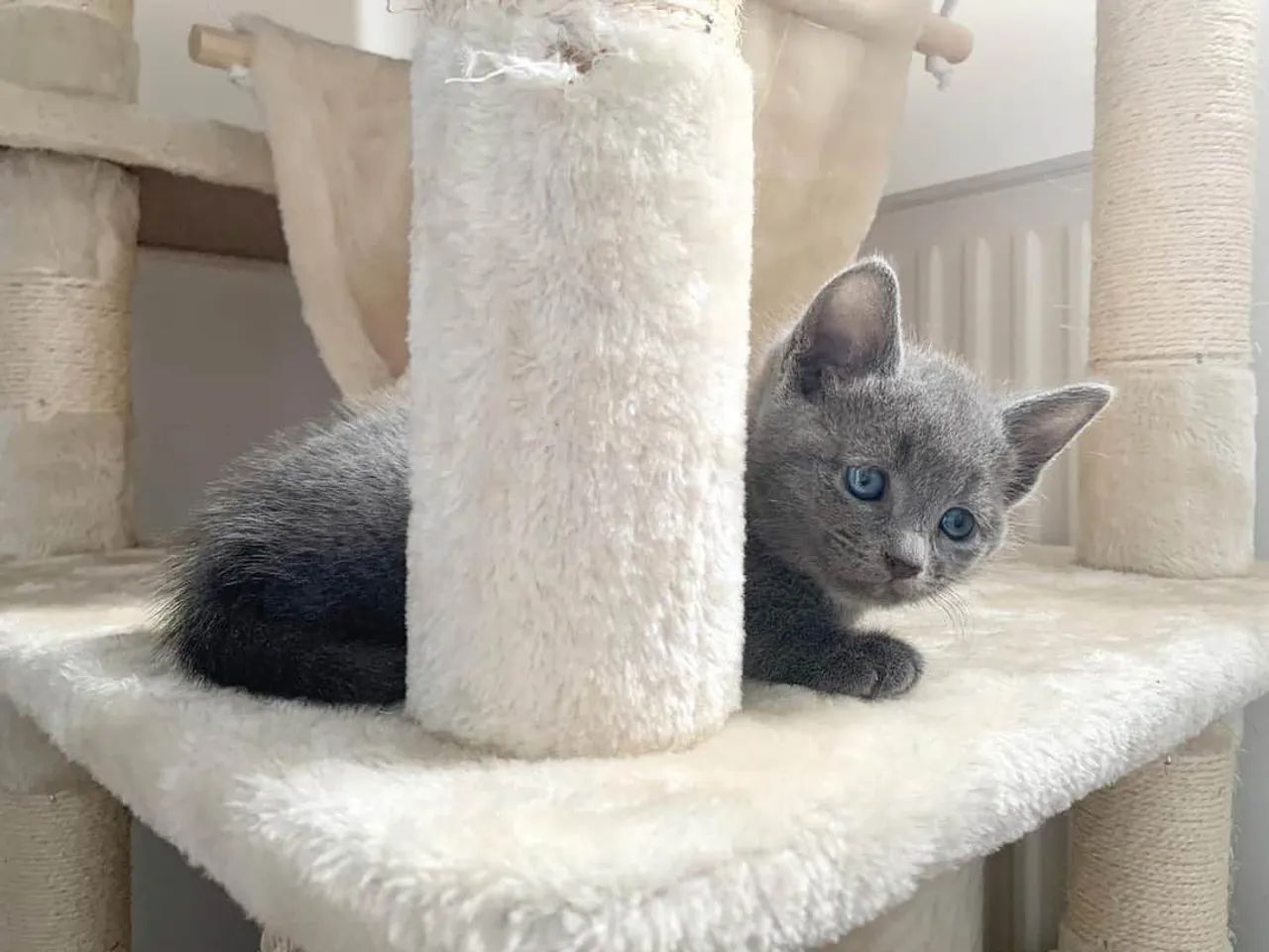 Russian Blue filhotes 2 meses  - Foto 4