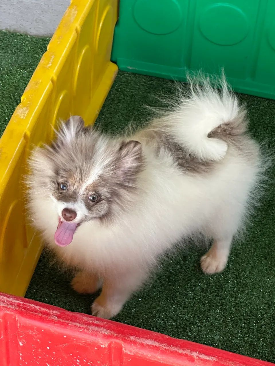 PROMOÇÃO EXÓTICO SPITZ MERLE Cachorros Potecas, São José