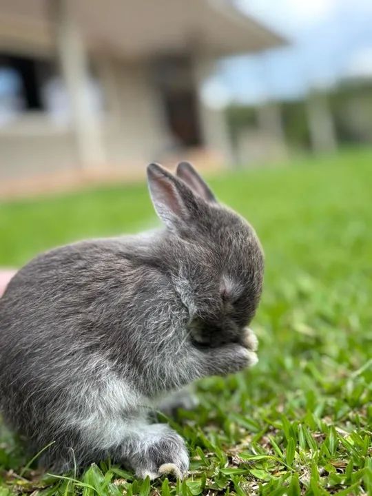 Filhote de mini coelho Netherland - Foto 6