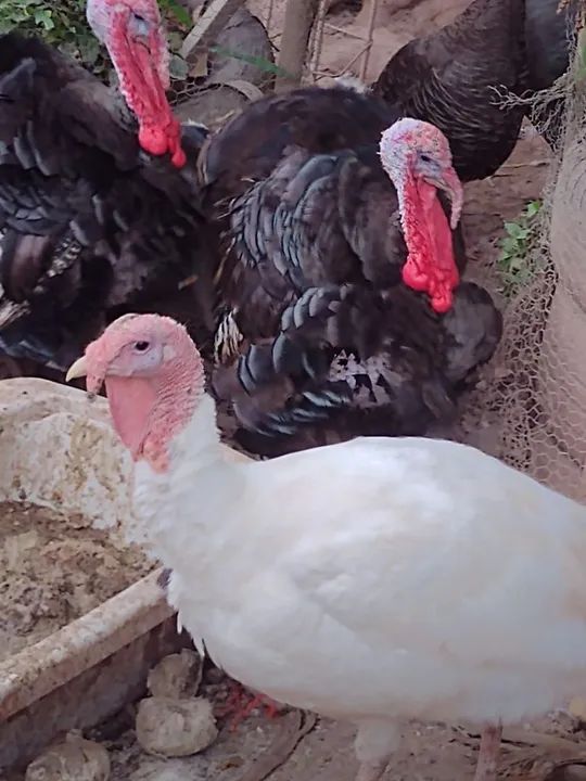 Vende se galo ,patos,e perus - Foto 6