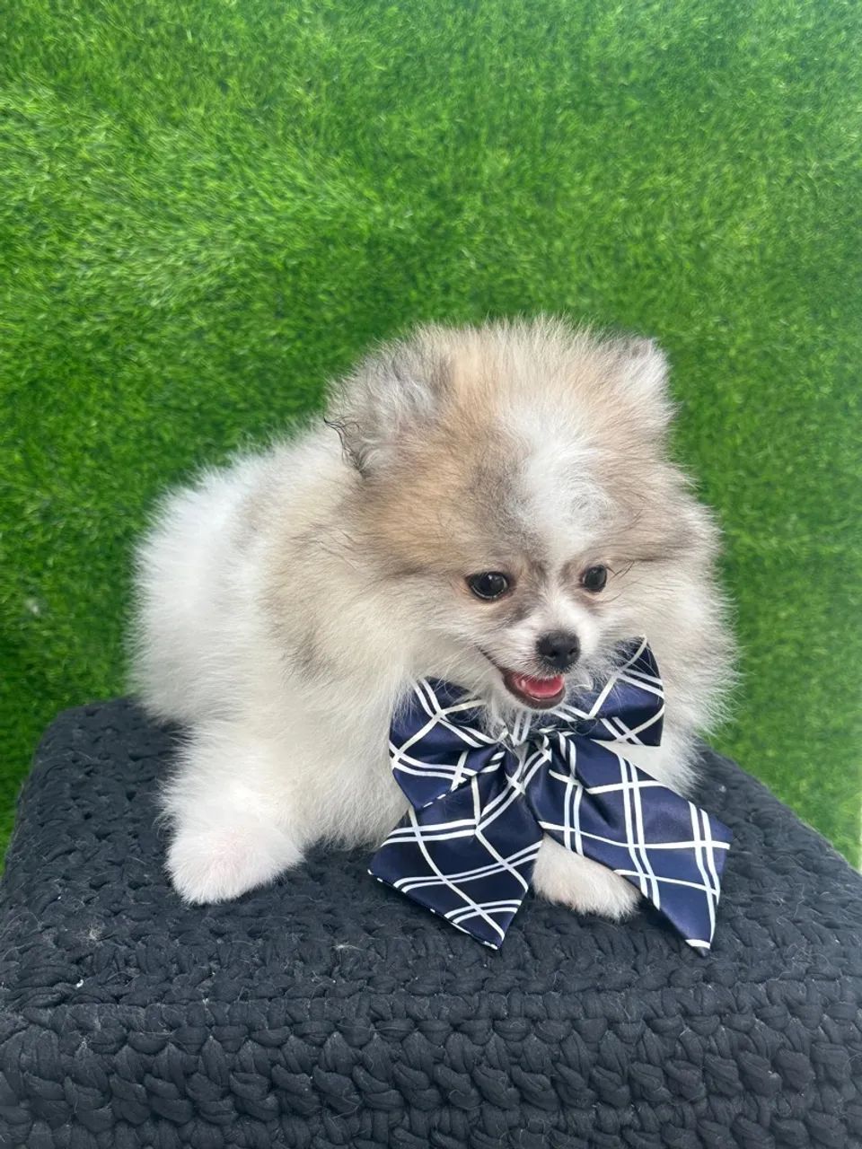 Spitz alemão anão - Foto 2