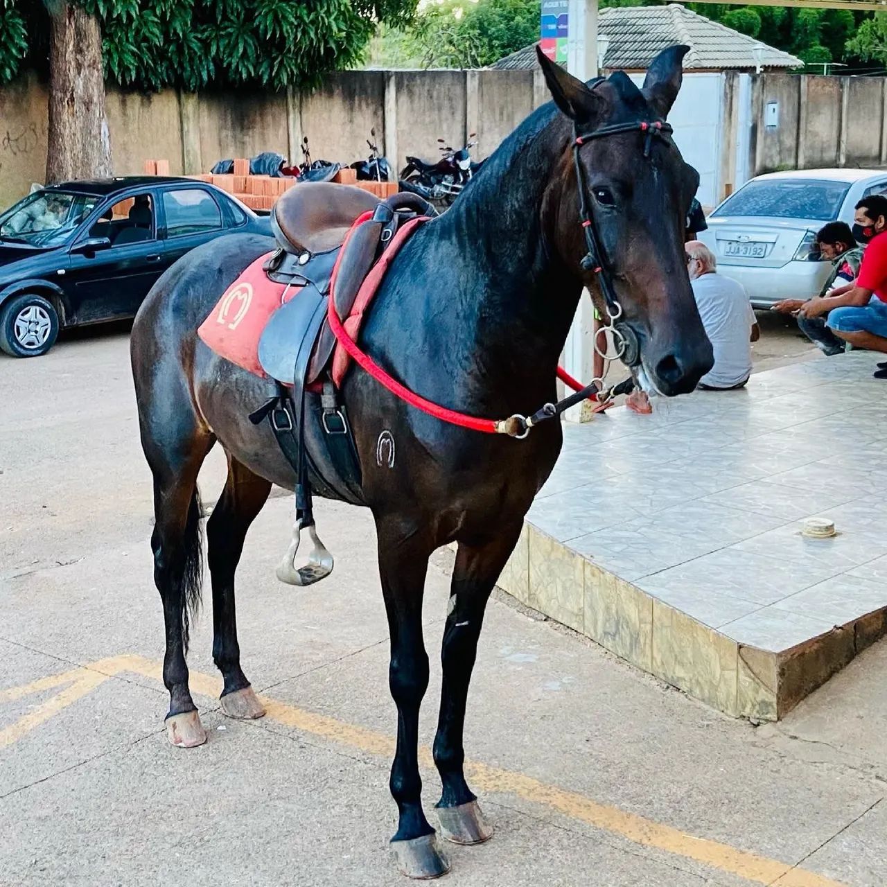 Egua MM registrada - Foto 2