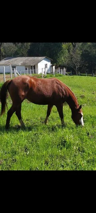 Égua Quarto de Milha - 9 anos - Foto 3