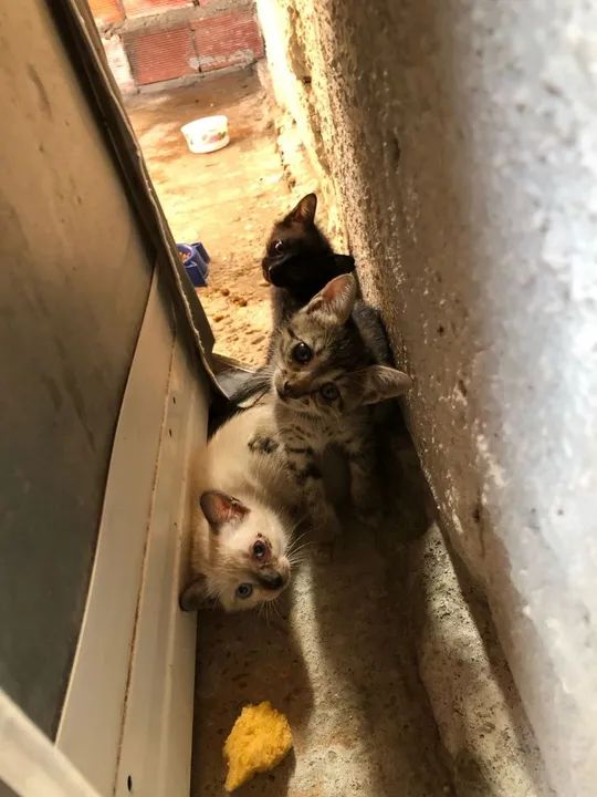 Gatos Filhotes para adoção  - Foto 5