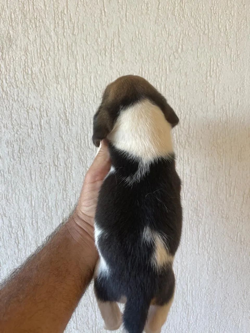 Filhote Beagle - Foto 2