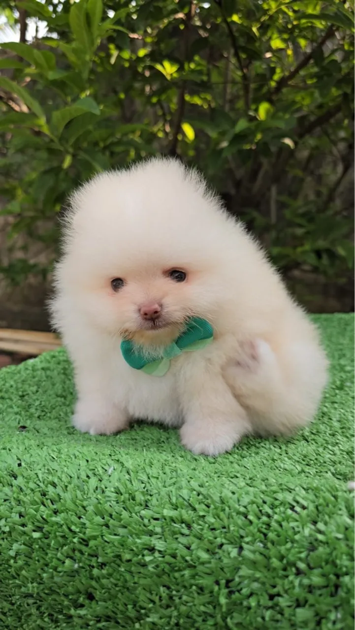 Se tem mais lindos, desconheço! Filhotes de Lulus