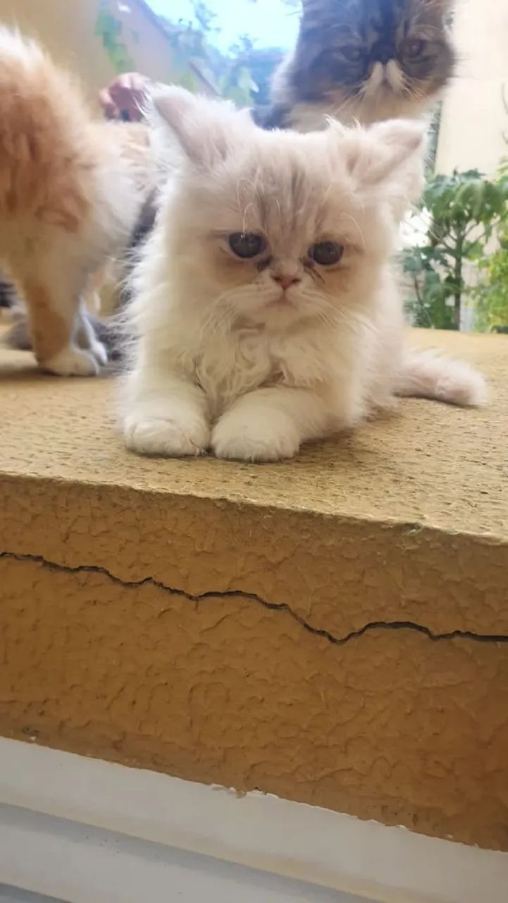 Filhote de gato Persa 