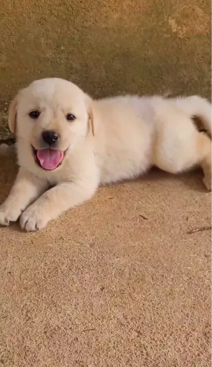 Filhotes labradorr pedigree